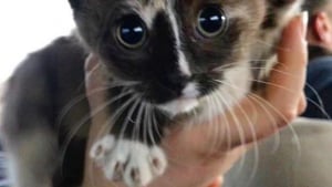 Illustration : Un agent de police arrête sa voiture sur une autoroute pour secourir un chaton