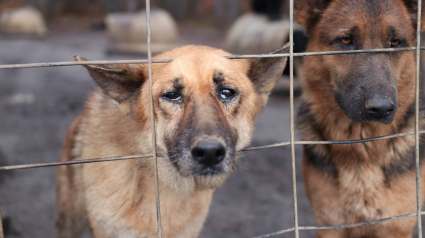 Illustration : Il garde 450 chiens dans des enclos à bétail, avec de la boue et des excréments comme nourriture