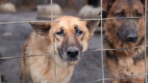 Illustration : Il garde 450 chiens dans des enclos à bétail, avec de la boue et des excréments comme nourriture