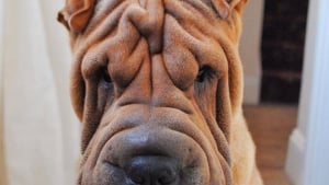 Illustration : 17 photos de chiens Shar-Pei prouvant qu'une peau plissée peut être la plus jolie des choses