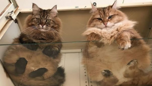 Illustration : Les chats et le verre, une si longue histoire d'amour en 20 photos