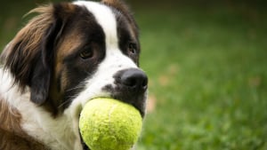 Illustration : Les balles de tennis sont-elles dangereuses pour mon chien ?