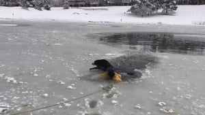 Illustration : (Vidéo) L’incroyable rapidité du sauvetage d’un chien pris dans les eaux glacées d’un lac