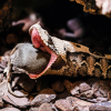 Illustration : La perte d'appétit chez le serpent