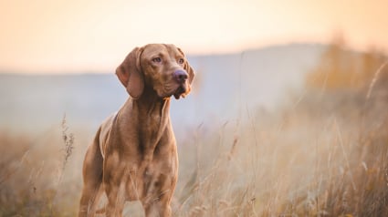 Illustration : Il s'empare du chien de son voisin et l'emmène hors des frontières où il disparaît