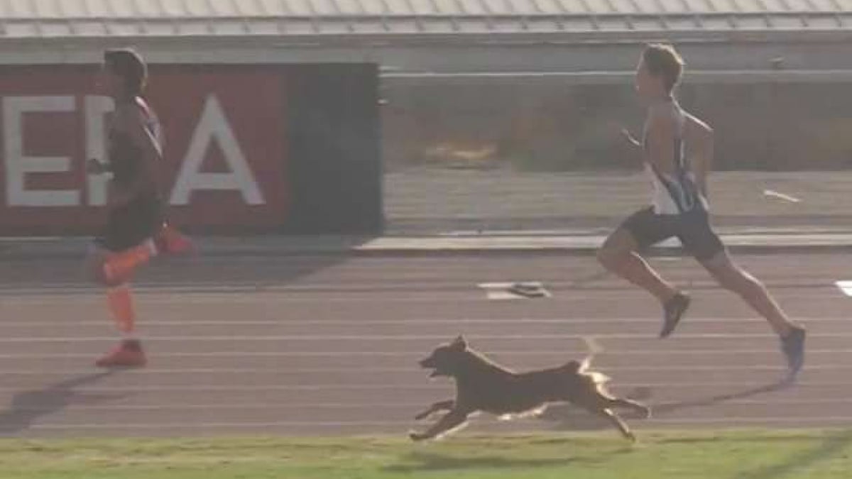 Illustration : "Plein d’énergie un chien s’invite à une épreuve d’athlétisme qu'il remporte haut la patte !"