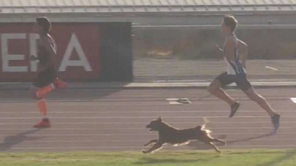 Illustration : Plein d’énergie un chien s’invite à une épreuve d’athlétisme qu'il remporte haut la patte !