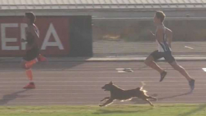 Illustration : Plein d’énergie un chien s’invite à une épreuve d’athlétisme qu'il remporte haut la patte !