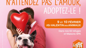 Illustration : La SPA organise la Saint-Valentin des Animaux pour booster les adoptions