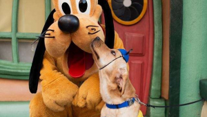 Illustration : Futur chien d'assistance, on lui offre de rencontrer ses personnages Disney préférés 