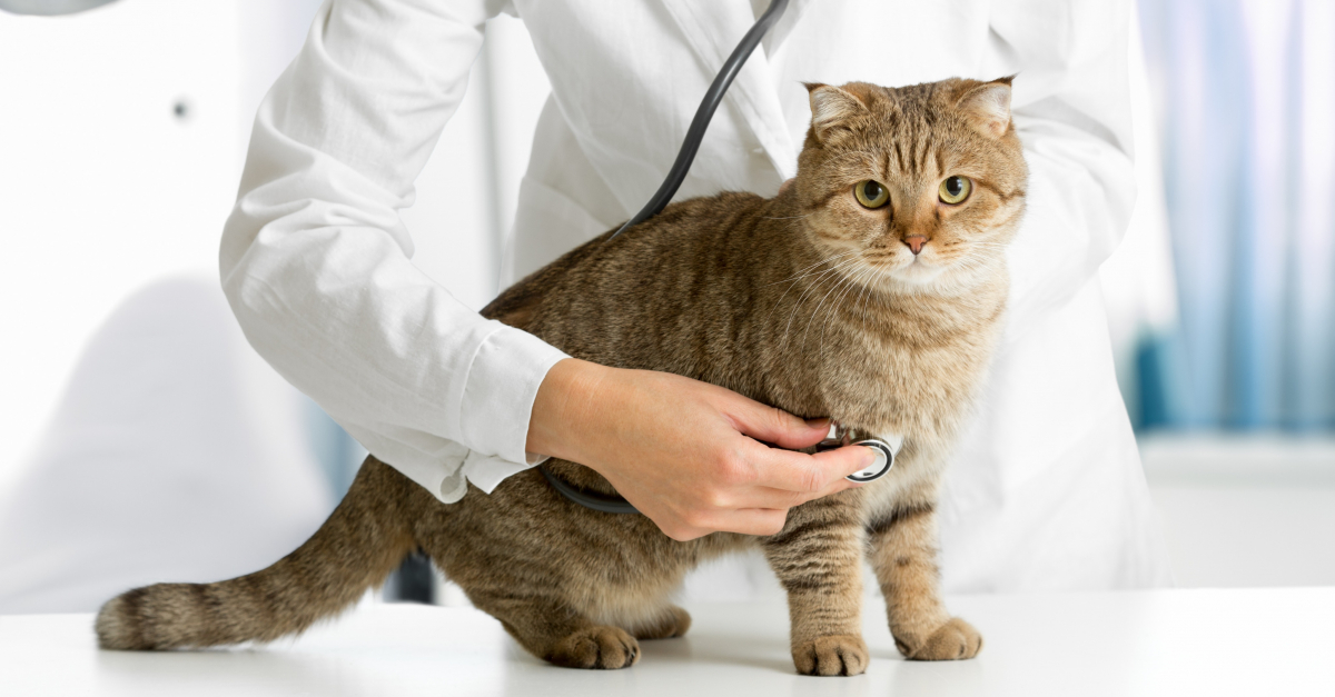 La Peur Du Veterinaire Chez Le Chat