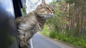 Illustration : Traiter le mal des transports chez le chat