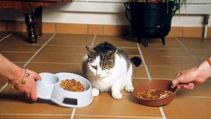 Illustration : "Comment varier et proposer une alimentation équilibrée pour son chat ?"
