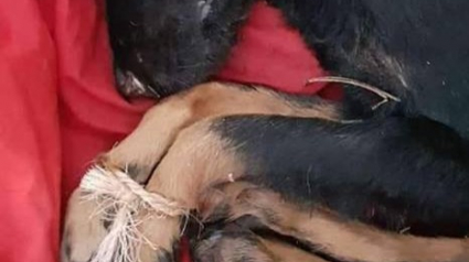 Illustration : Une chienne retrouvée morte les pattes liées par une corde, une plainte a été déposée 