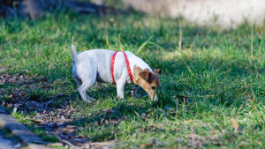 Illustration : Mon chien gratte le sol : pourquoi ?