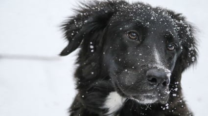 Illustration : Sel de déneigement et antigel : un poison pour votre chien ?