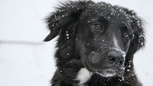 Illustration : Sel de déneigement et antigel : un poison pour votre chien ?