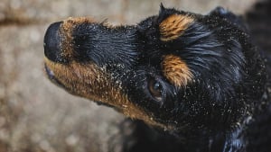 Illustration : Les pompiers obligés d'empêcher des maîtres de récupérer leur chien tombé dans un lac, pour le sauver