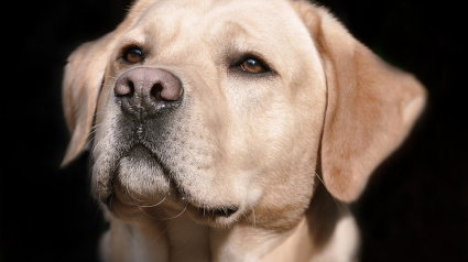 Illustration : Dans ce lycée, l'équipe pédagogie compte un chien parmi ses membres