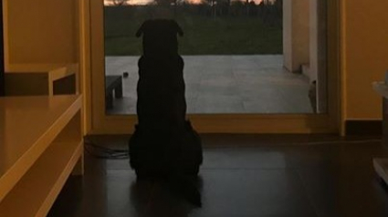 Illustration : L'émouvante photo du chien d'Emiliano Sala, attendant son retour