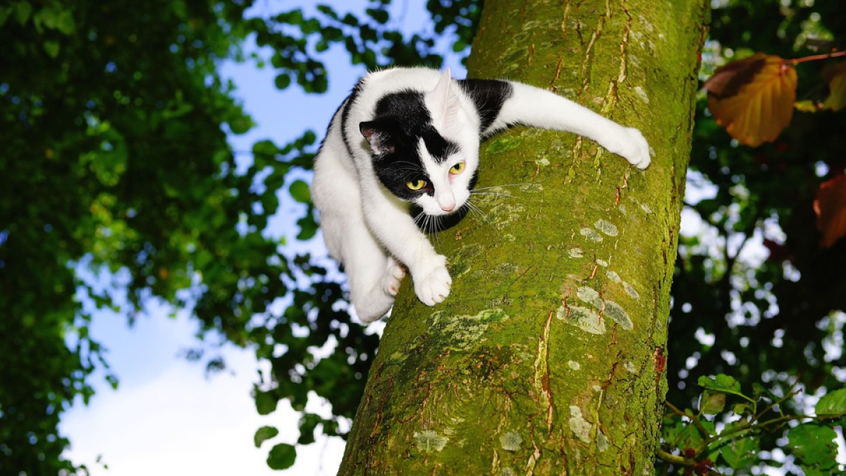 Illustration : "Une association sauve un chat coincé 40 heures dans un arbre haut de 13 mètres !"