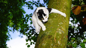 Illustration : Une association sauve un chat coincé 40 heures dans un arbre haut de 13 mètres !