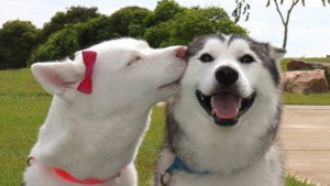 Illustration : 16 photos de chiens et chats qui savent fêter la Saint-Valentin comme il se doit