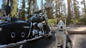 Illustration : (Vidéo) Avec son Husky, ce motard parcourt les Etats-Unis de long en large !