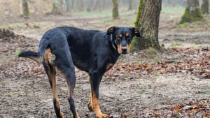 Illustration : Peine de prison ferme pour avoir tué son chien d’une balle dans la tête