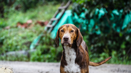 Illustration : Divagation des chiens : un arrêté pris par le maire d'une commune d'Indre-et-Loire