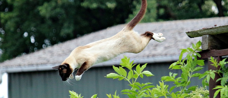 7 Videos De Chats Qui Ont Completement Rate Leurs Tentatives De Saut