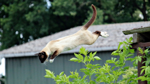 Illustration : 7 vidéos de chats qui ont complètement raté leurs tentatives de saut