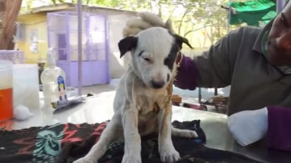 Illustration : (Vidéo) Une chienne fait tout pour sauver son chiot blessé et hurlant de douleur ! 