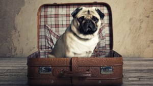 Illustration : 5 recommandations pour que le voyage en avion de votre chien senior se déroule sans accroc