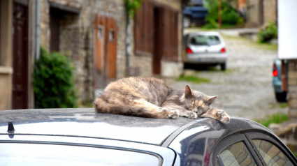 Illustration : Un chat revient chez lui… en BlaBlaCar !