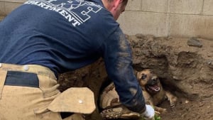 Illustration : Sauvetage d'un Berger allemand bloqué dans un tunnel par une tortue ! 