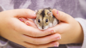 Illustration : Comment manipuler et caresser un hamster ?