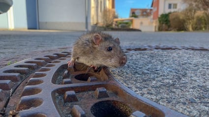 Illustration : Coincé dans plaque d'égout un rat est sauvé par les pompiers