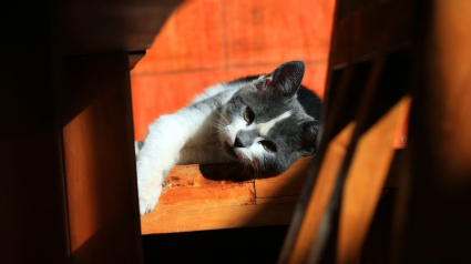 Illustration : Un refuge d'Antibes prend soin des chats sauvés à Biot. Le procès aura lieu demain