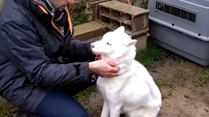 Illustration : Sauvetage de 18 chiens, dont 5 chiots, qui vivaient dans des conditions désastreuses