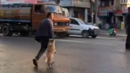 Illustration : Pour traverser en sécurité la rue avec son maître, ce chien n'hésite pas à lui tenir la main ! (Vidéo)