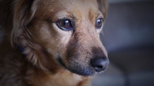 Illustration : Un homme interpellé par la police après avoir battu son chien dans la rue