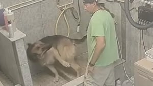 Illustration : Un toiletteur arrêté après avoir été filmé en train de violenter un chien d'assistance