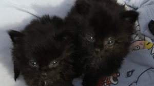 Illustration : Les 2 minuscules chatons qu'il a découverts sous sa maison et sauvés ont bien grandi