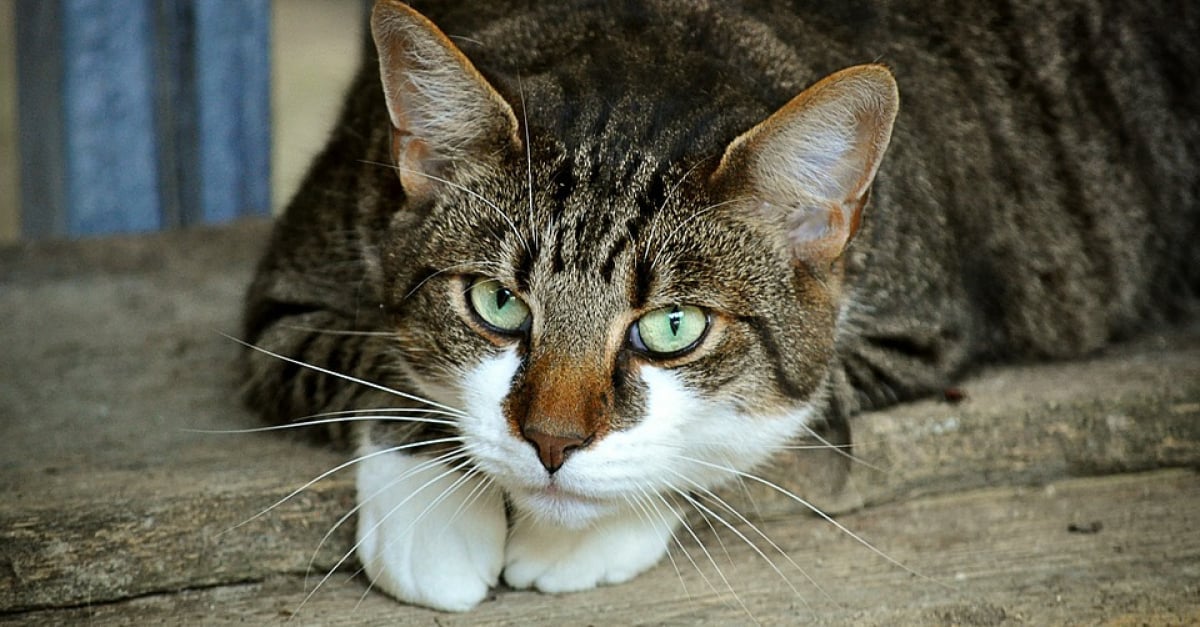 Les Chats Ont Ils Un Comportement De Psychopathe