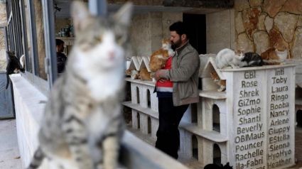 Illustration : Ce Syrien consacre sa vie à sauver les chats victime de la guerre à Alep et leur construit un sanctuaire ! 