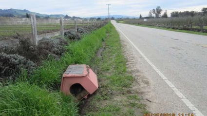 Illustration : Un chien retrouvé dans sa niche rose… sur le bas-côté d’une route !