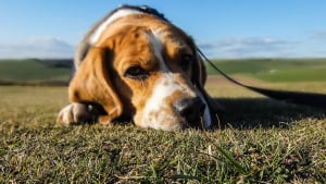 Illustration : 4 besoins qu'exprime le chien de manière peu évidente