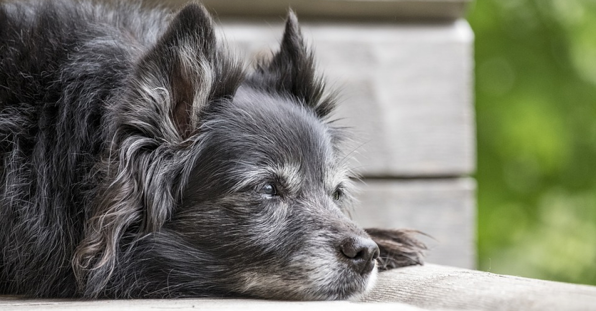 Cellules souches : quand et comment les utiliser pour traiter l'arthrose du  chien