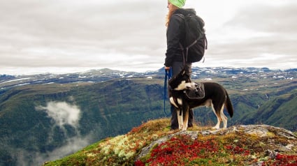 Illustration : Une randonneuse se perd avant d'être retrouvée saine et sauve par un chien secouriste !